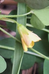 Oxalis dressé
