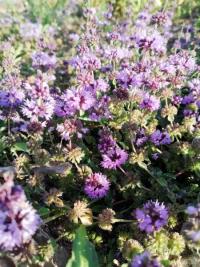 Menthe pouliot