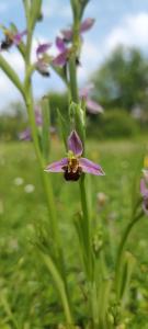 Ophrys abeille