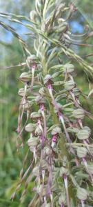 Orchis bouc