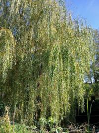 Saule pleureur