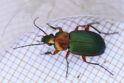 <i>Chlaenius nigricornis</i>