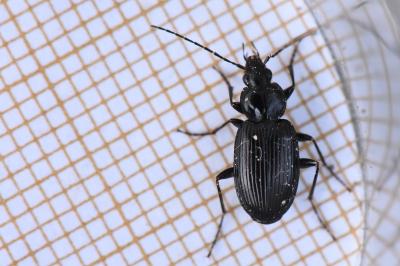 <i>Agonum</i>
