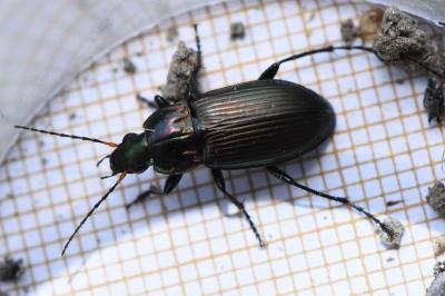 <i>Poecilus cupreus</i>