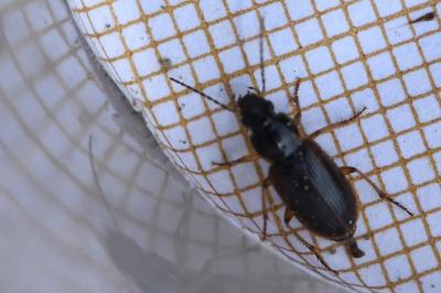 <i>Stenolophus mixtus</i>