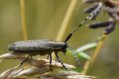 <i>Agapanthia villosoviridescens</i>