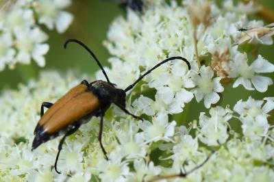 <i>Stictoleptura fulva</i>
