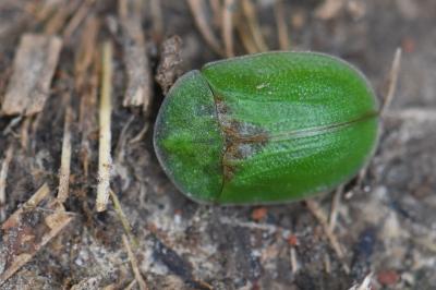 <i>Cassida rubiginosa</i>