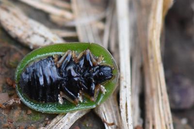 <i>Cassida rubiginosa</i>