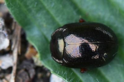 <i>Chrysolina bankii</i>