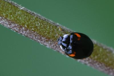 <i>Adalia decempunctata</i>