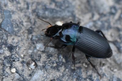 <i>Harpalus dimidiatus</i>