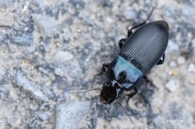 <i>Harpalus dimidiatus</i>