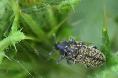 <i>Rhinocyllus conicus</i>
