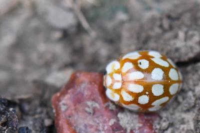 <i>Sospita vigintiguttata</i>