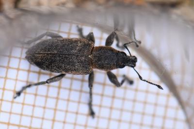 <i>Tanymecus palliatus</i>