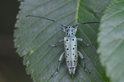 <i>Saperda punctata</i>