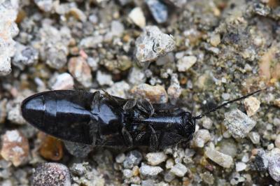 <i>Hemicrepidius hirtus</i>