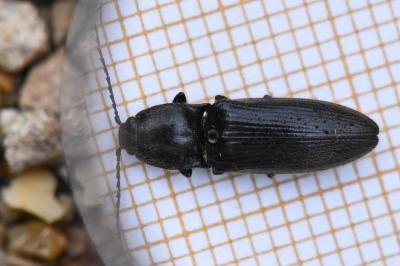 <i>Hemicrepidius hirtus</i>