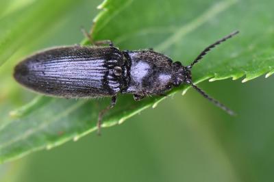 <i>Hemicrepidius hirtus</i>