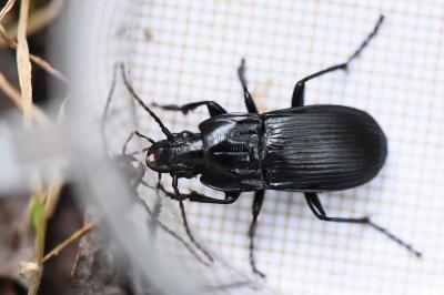 <i>Abax parallelepipedus</i>