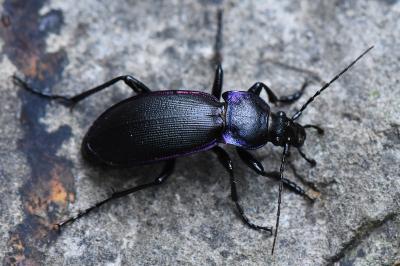 Carabus violaceus