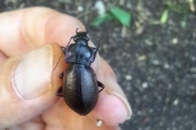 <i>Carabus nemoralis</i>