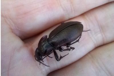 <i>Carabus nemoralis</i>