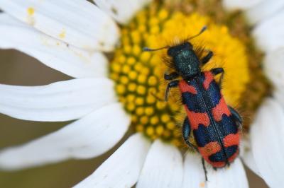 <i>Trichodes alvearius</i>