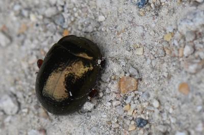 <i>Chrysolina bankii</i>