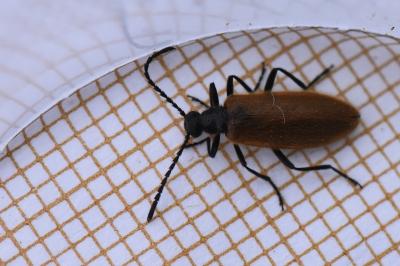 <i>Lagria hirta</i>