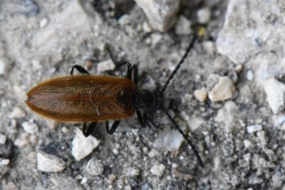 <i>Lagria hirta</i>