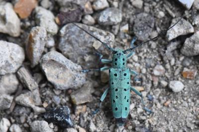 <i>Saperda punctata</i>