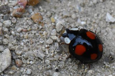 <i>Harmonia axyridis</i>