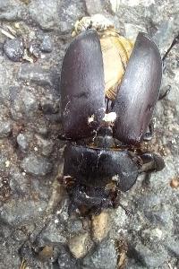 <i>Lucanus cervus</i>