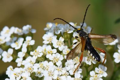 <i>Stenopterus rufus</i>