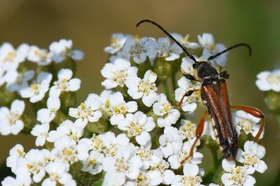 <i>Stenopterus rufus</i>