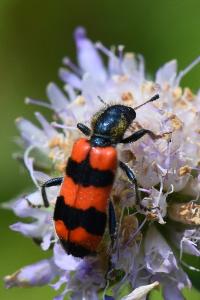 <i>Trichodes apiarius</i>