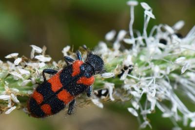 <i>Trichodes alvearius</i>