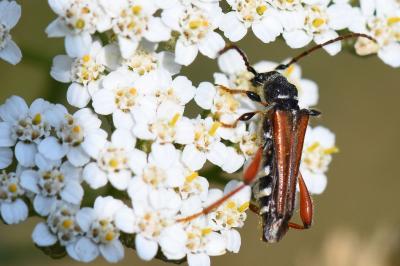 <i>Stenopterus rufus</i>