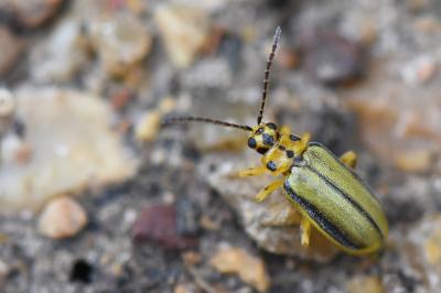 Xanthogaleruca luteola