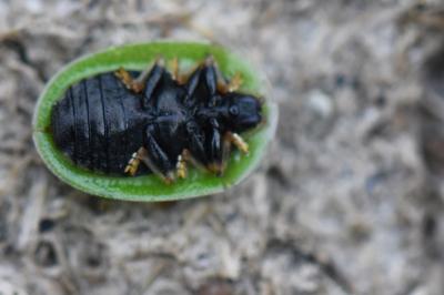 <i>Cassida</i>