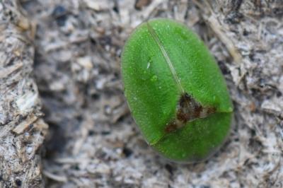 <i>Cassida</i>