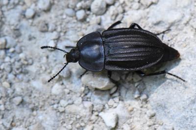<i>Silpha carinata</i>