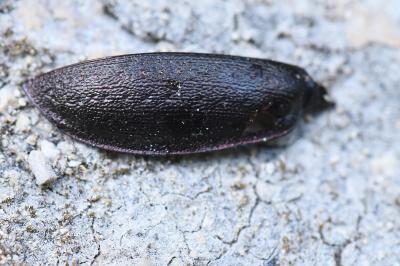 <i>Carabus nemoralis</i>