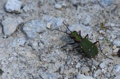 <i>Cicindela campestris</i>