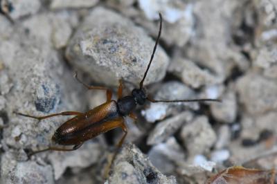 <i>Alosterna tabacicolor</i>