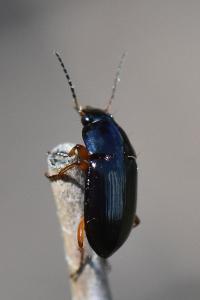 <i>Amara</i>