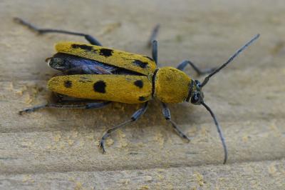 <i>Chlorophorus glabromaculatus</i>