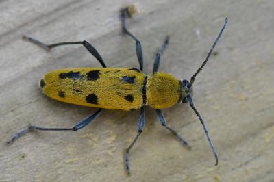 <i>Chlorophorus glabromaculatus</i>